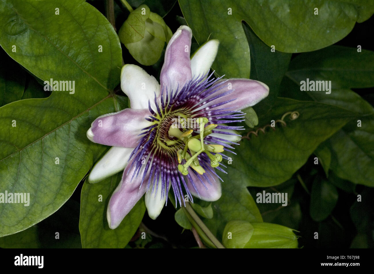 Fleur de la passion (Passiflora) Banque D'Images