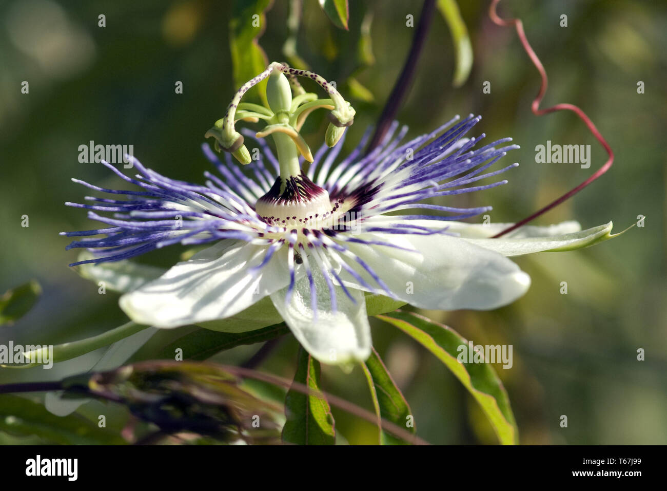 Fleur de la passion (Passiflora) Banque D'Images