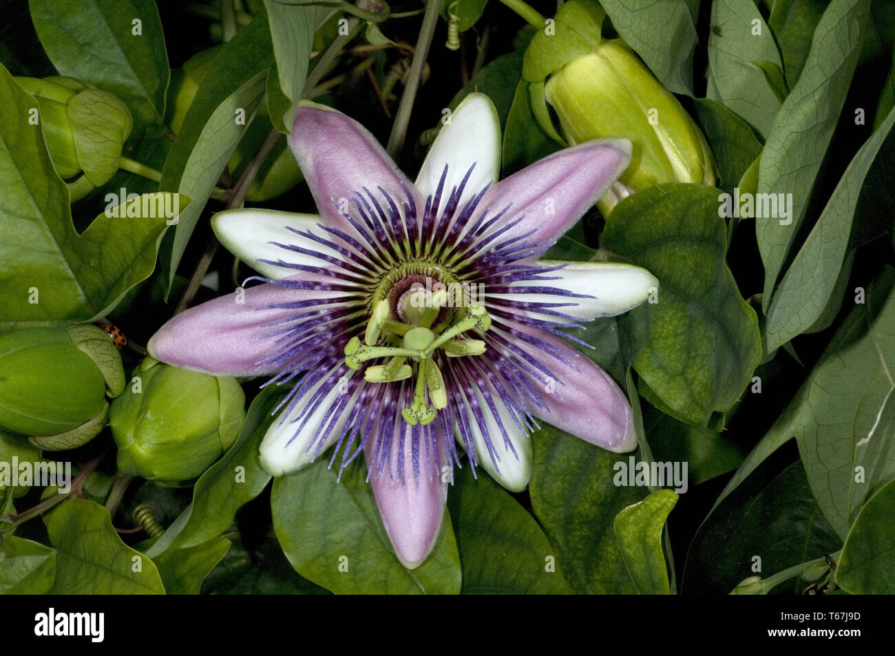 La passion des fleurs violettes (Passiflora violacea) Banque D'Images