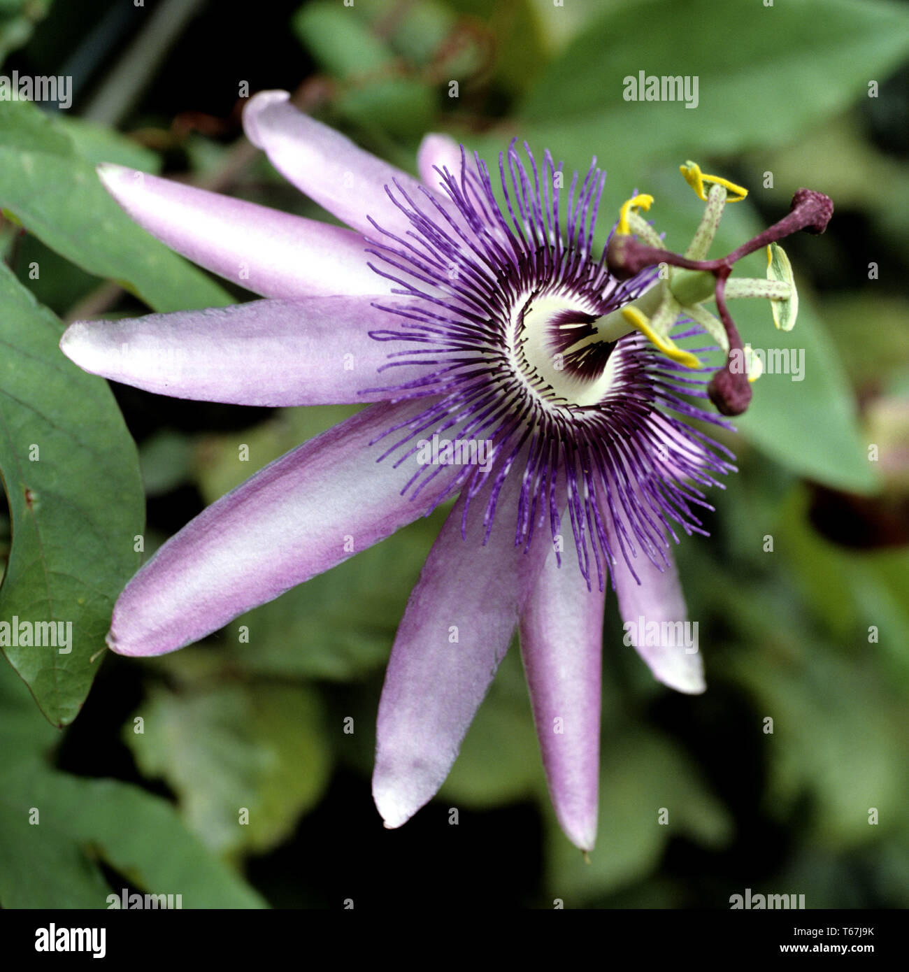 La passion des fleurs violettes (Passiflora violacea) Banque D'Images
