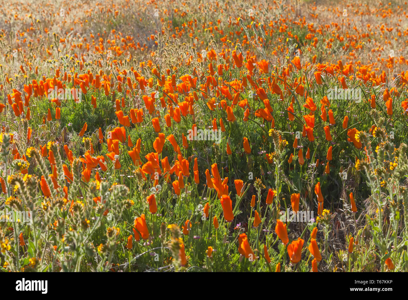 Fleurs de pavot de Californie (Eschscholzia californica) à Antelope Valley California Poppy, United States, au printemps. Banque D'Images