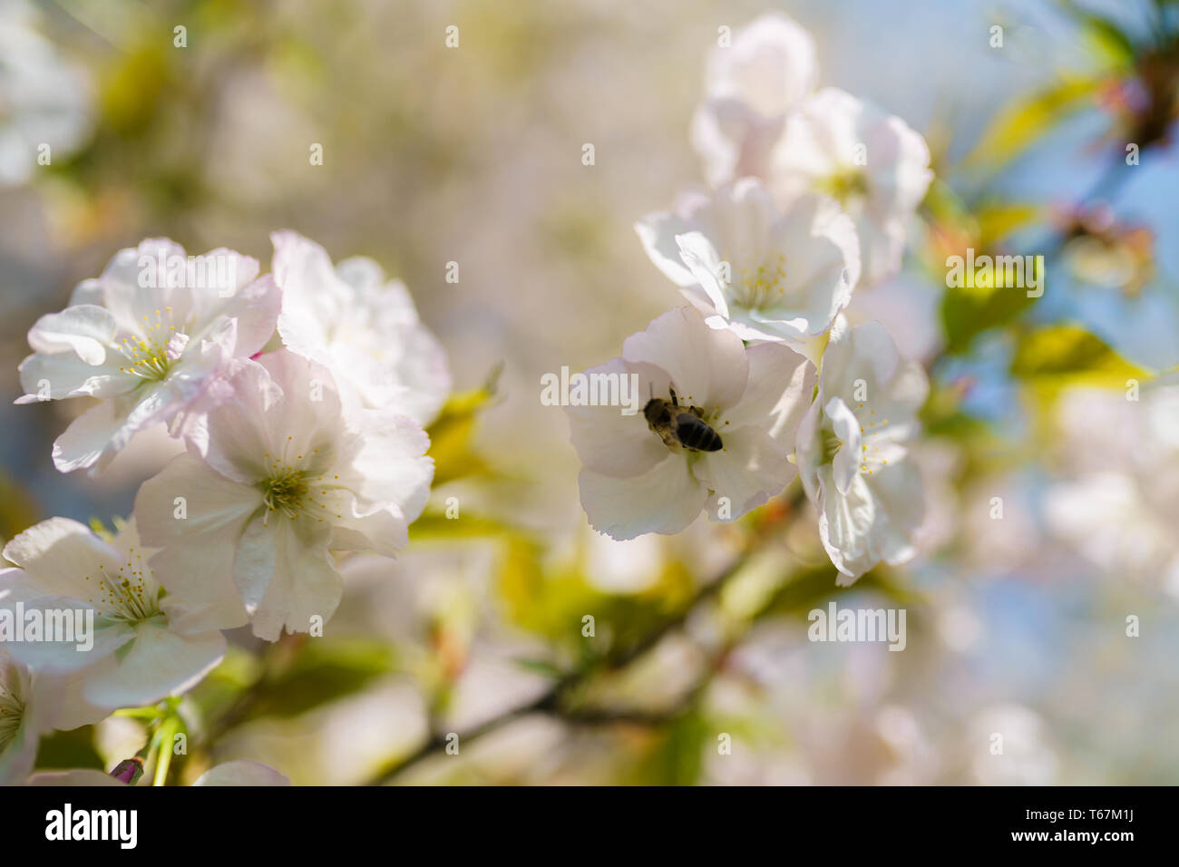 Les abeilles du miel la collecte du pollen et du nectar comme nourriture pour toute la colonie, pollinisent les plantes et les fleurs de printemps - le temps de profiter de temps libre, loisirs Banque D'Images