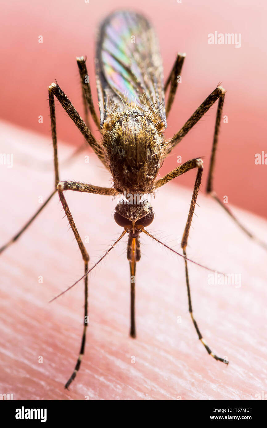 La fièvre jaune, le paludisme ou le virus Zika Moustique insecte Macro Banque D'Images