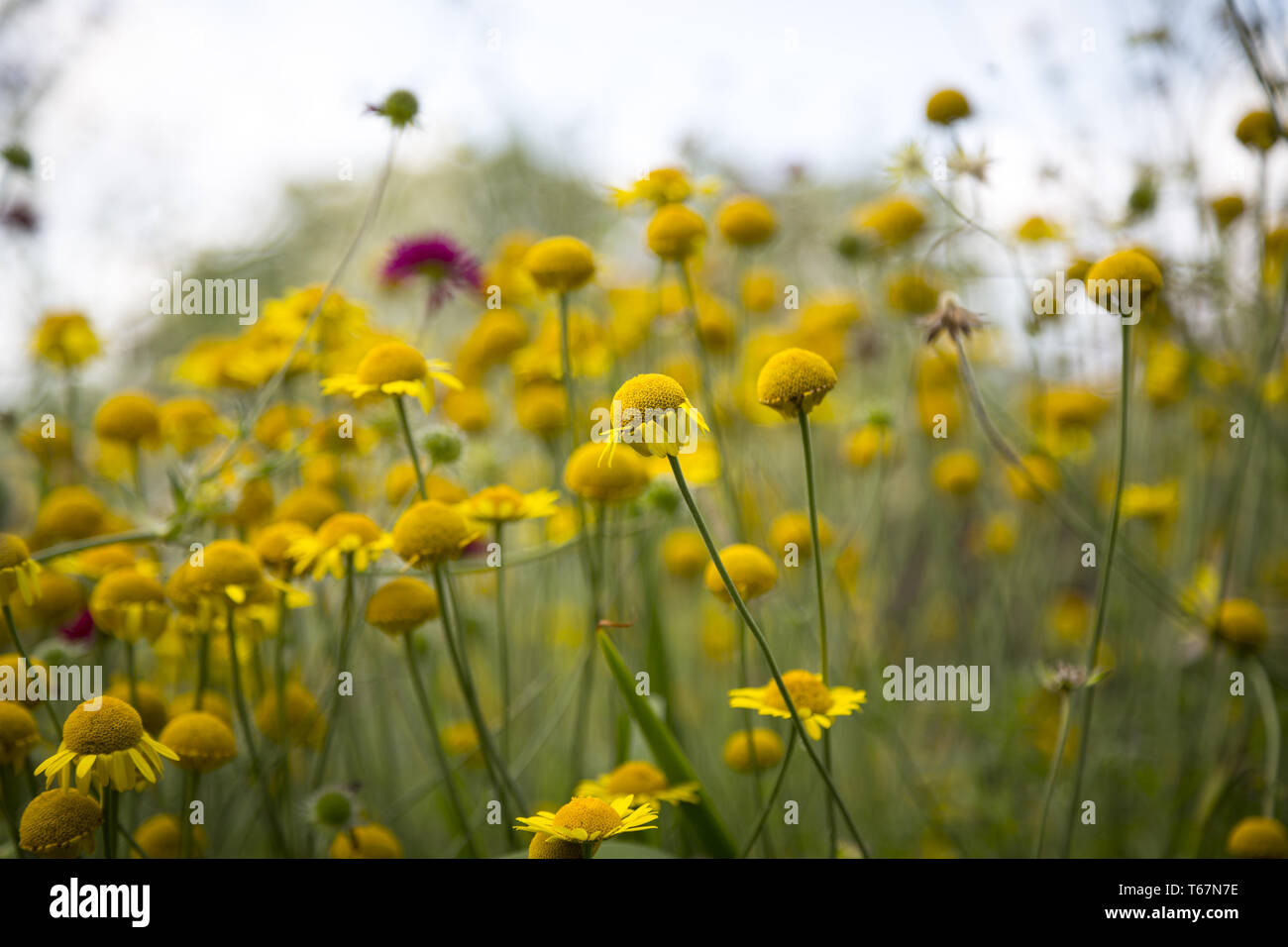 Close up d'une prairie de fleurs jaunes Banque D'Images