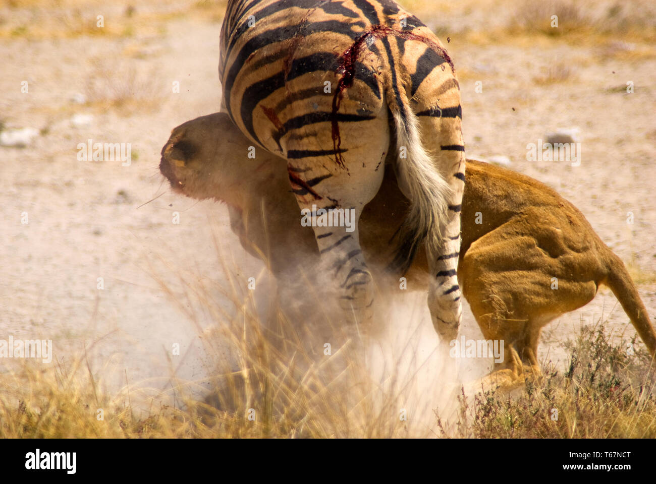 Zebra s'échapper une lionne après vingt minutes lutte chez Salvadora waterhole, Etosha National Park, Namibie Banque D'Images