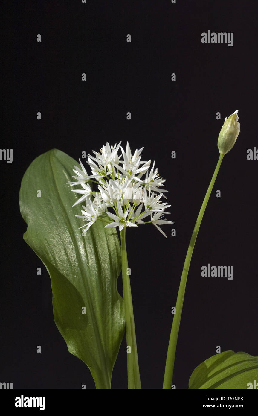 L'Allium ursinum, ramson Banque D'Images
