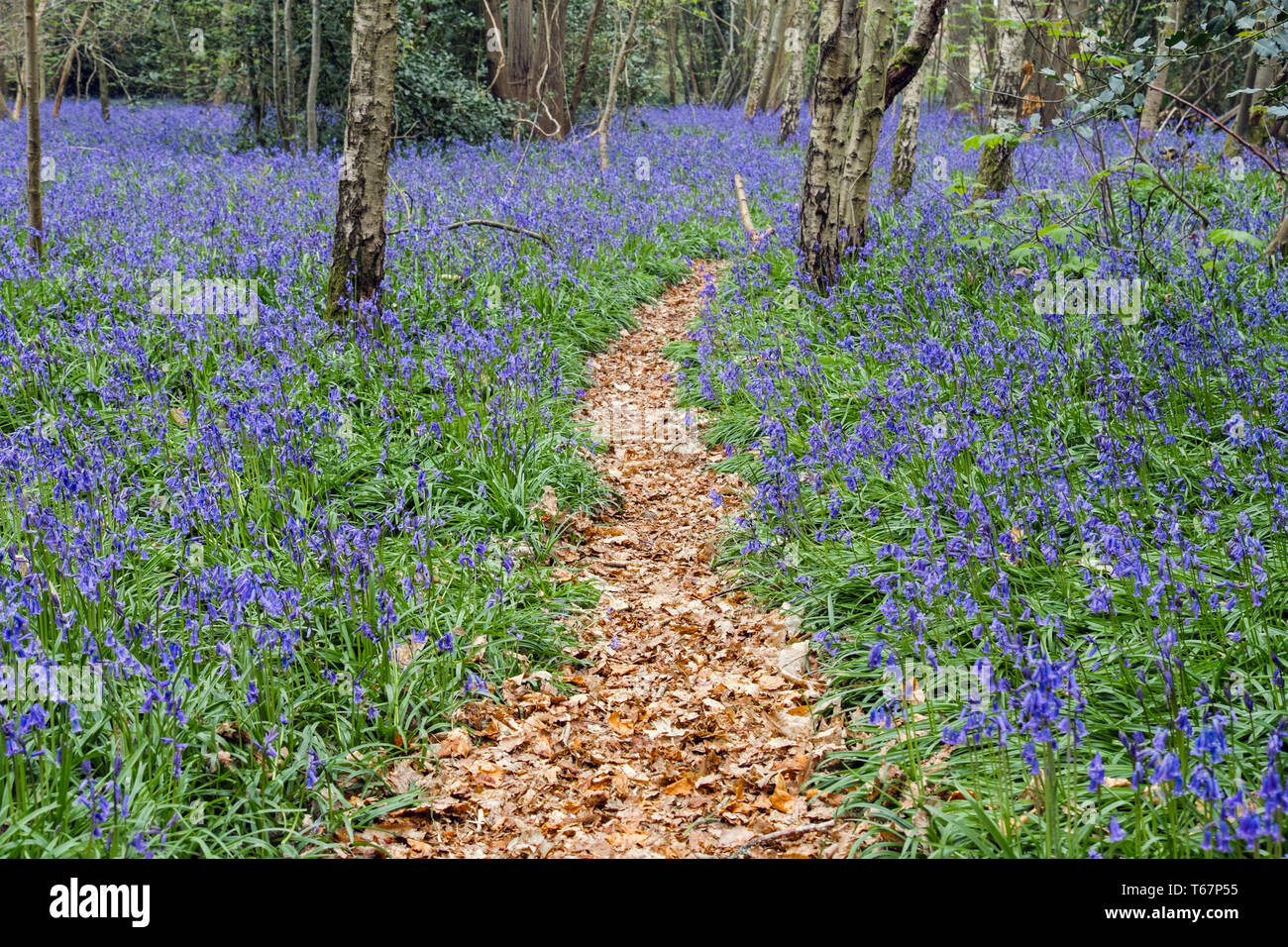 Chemin à travers les jacinthes en poussant dans un bois Bluebell à feuilles caduques au printemps. West Stoke, Chichester, West Sussex, Angleterre, Royaume-Uni, Angleterre Banque D'Images