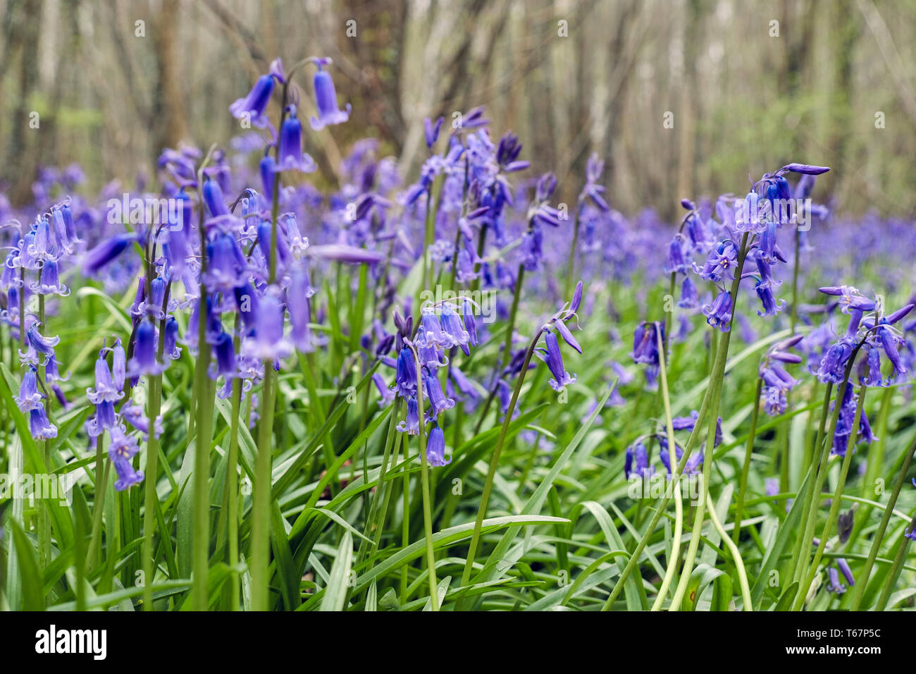 Langue maternelle anglaise Bluebells poussant dans un bois Bluebell au printemps. West Stoke, Chichester, West Sussex, Angleterre, Royaume-Uni, Angleterre Banque D'Images