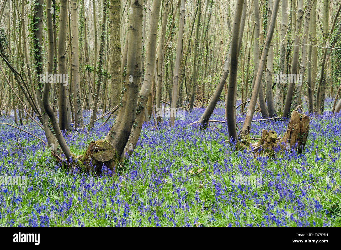 Langue maternelle anglaise Bluebells poussant dans un bois Bluebell mixte avec arbres taillis au printemps. West Stoke, Chichester, West Sussex, Angleterre, Royaume-Uni, Angleterre Banque D'Images