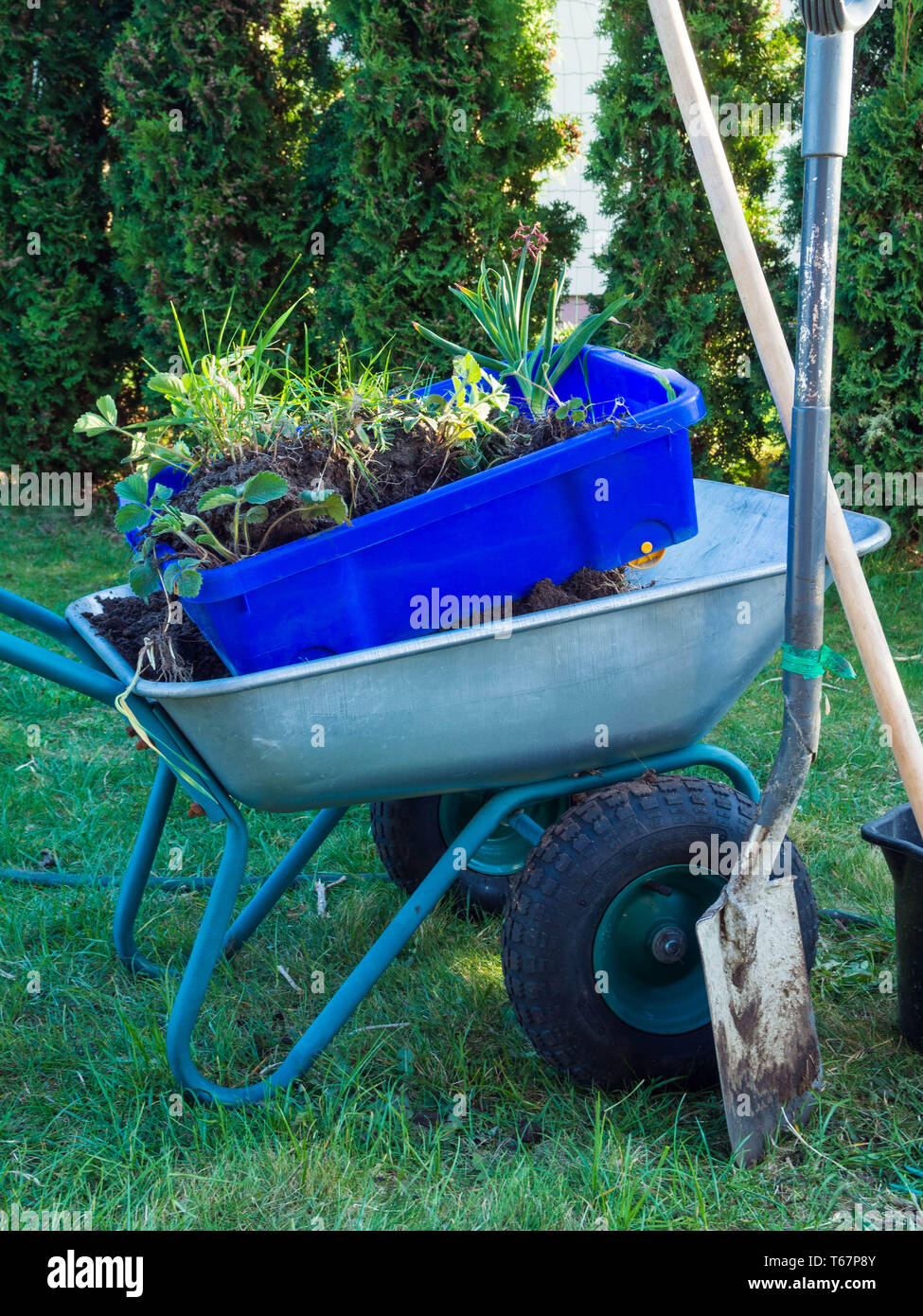 Jardin métal panier rempli de branches, brouette, pelle, Banque D'Images