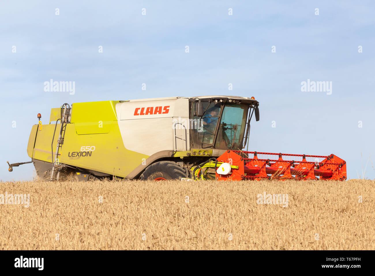 La récolte du blé d'agriculteurs avec une moissonneuse-batteuse Claas 650 rendmt Lexion dans lumière du soir sur l'horizon, visibles de la barre de coupe, champ de blé, Tritiucm aestivum Banque D'Images