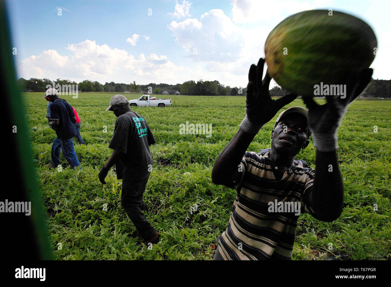 Les ouvriers agricoles saisonniers Les melons d'eau de la récolte à la ferme dans la région de Niles Daren Janoswski. Janoswski est un investisseur s'agriculteur. Il a commencé à investir dans des terres agricoles et fini par agriculteur à temps plein/ investisseur. Banque D'Images