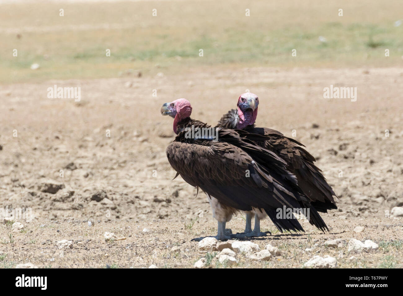 Coprin micacé (Torgos tracheliotos vautours tracheliotos) Kgalagadi Transfrontier Park, Kalahari, Northern Cape Afrique du Sud. L'UICN des espèces en danger. Banque D'Images