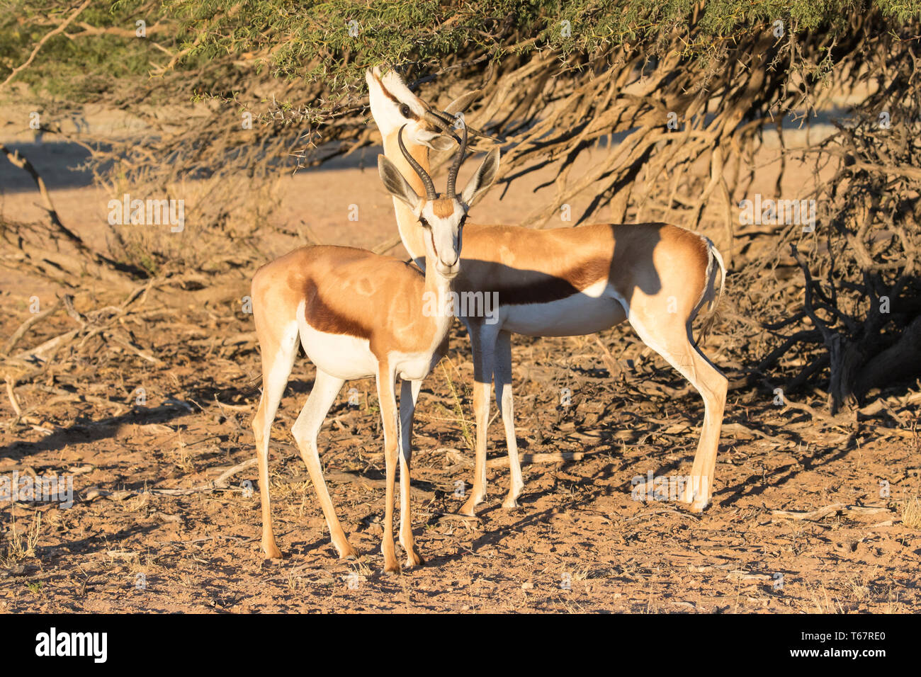 Le Springbok (Antidorcas marsupialis ou Springbuck), Kgalagadi Transfrontier Park, Kalahari, Le Cap Nord parcourt au coucher du soleil sur les arbres camelthorn Banque D'Images