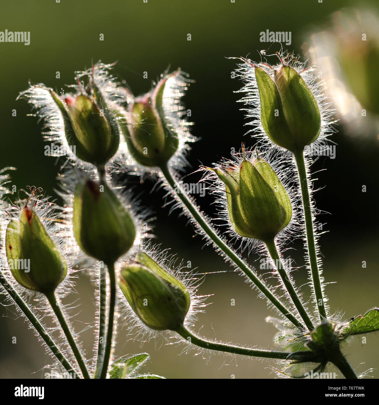 Geranium robertianum herbe, Robert Banque D'Images