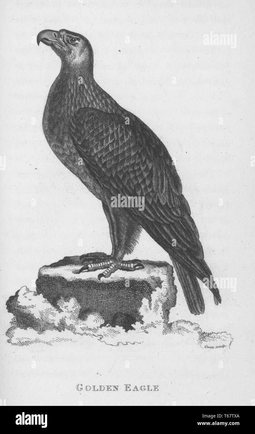 Une gravure d'un aigle doré du livre 'Zoological conférences prononcées à l'Institution royale' par George Shaw, 1809. À partir de la Bibliothèque publique de New York. Banque D'Images