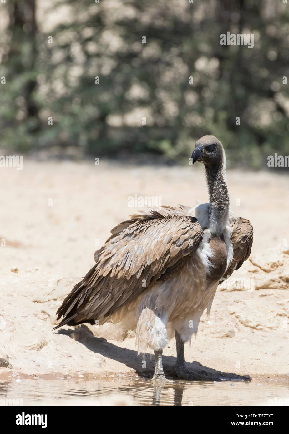 Vautour africain (Gyps africanus) waterhole Kgalagadi Transfrontier Park, Kalahari, Northern Cape, Afrique du Sud. Gravement menacée d'UI Banque D'Images