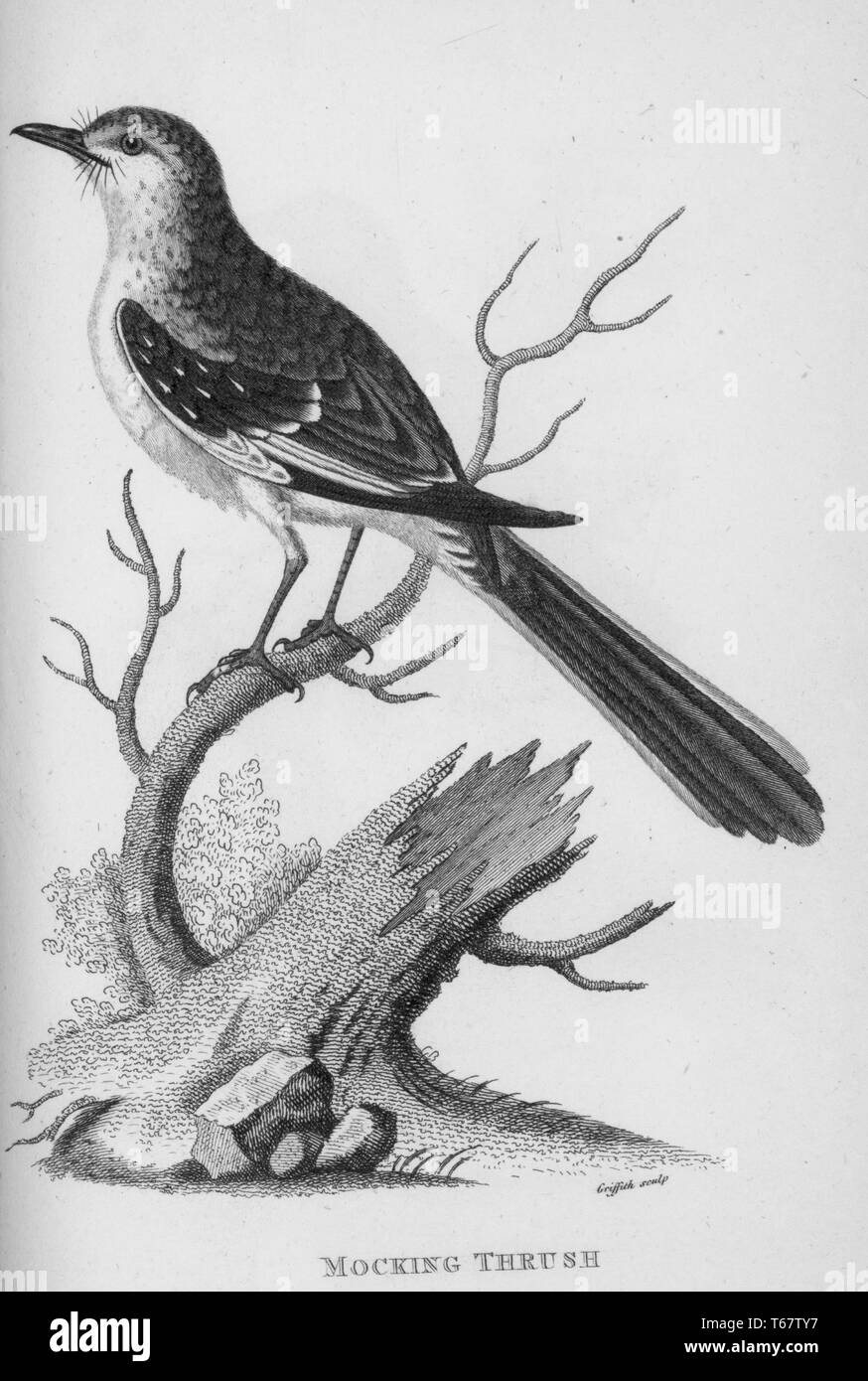 Une gravure d'une grive se moquer du livre 'Zoological conférences prononcées à l'Institution royale' par George Shaw, 1809. À partir de la Bibliothèque publique de New York. Banque D'Images
