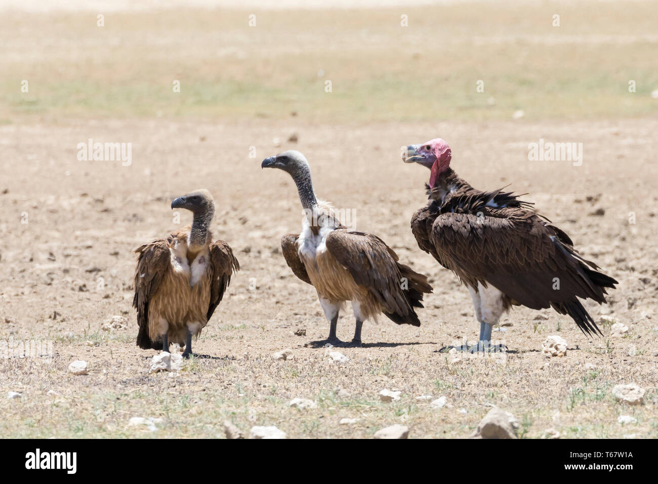 Les vautours à dos blanc africain Gyps africanus) et Lappet-Faced (Torgos tracheliotos) Vautour Kgalagadi Transfrontier Park, Afrique du Sud perché sand Banque D'Images