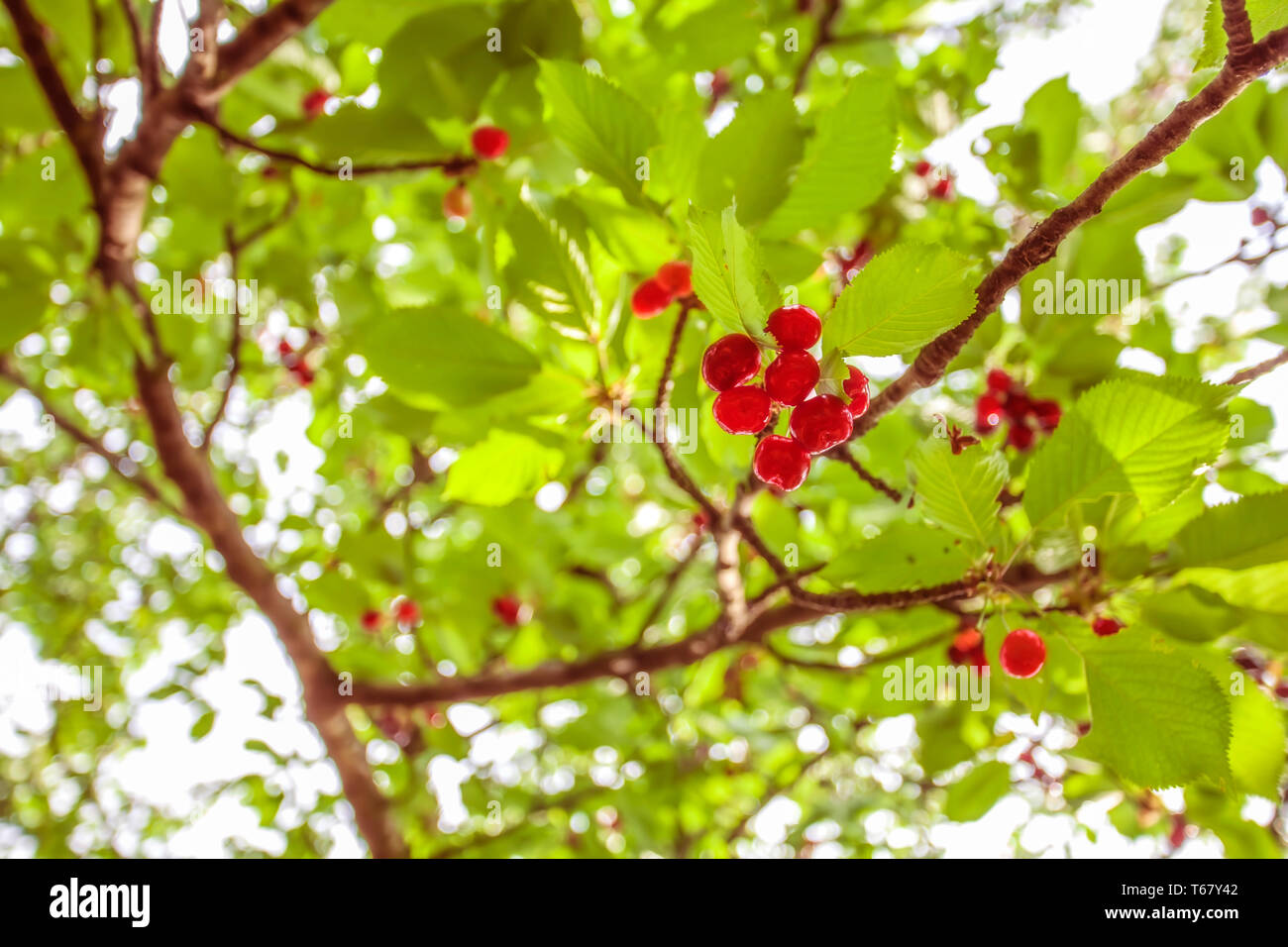 Cerises sur l'arbre de cerise de la direction générale dans un verger pour la cueillette. Cerise sur le mûrissement de la brindille dans le jardin en été. Feuilles vertes floues backgrou Banque D'Images