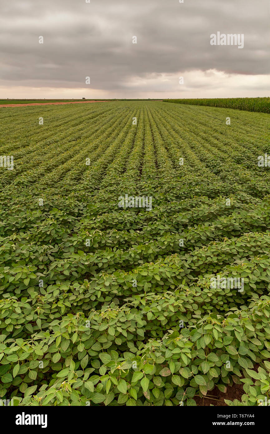 Plantation de soja agricoles. De plus en plus vert le soja plante. Droit Banque D'Images