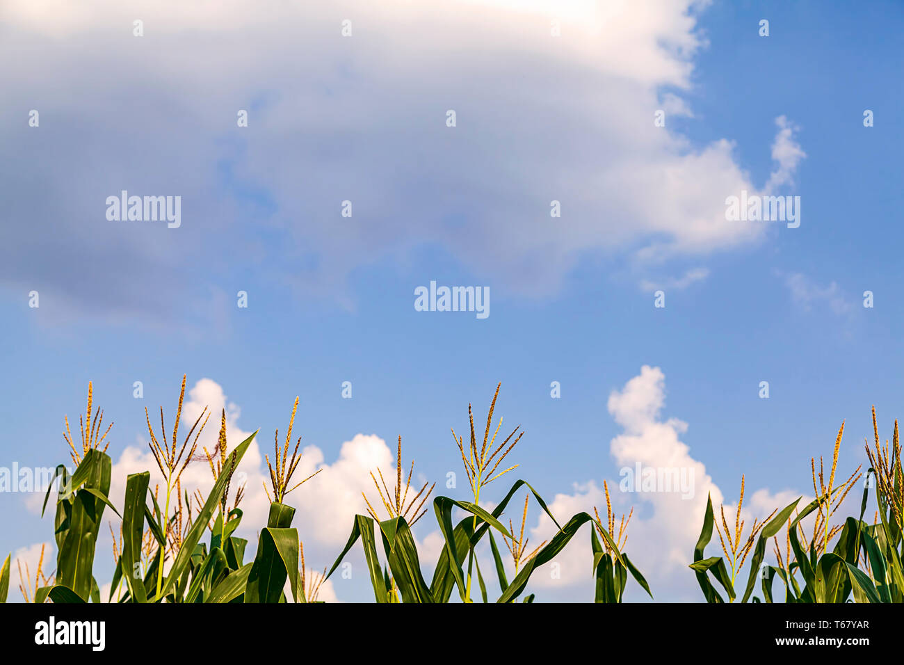 Le maïs bio ou de maïs dans un champ de ferme sur azure ciel bleu avec de beaux nuages et ciel. Sur les terres agricoles de croissance et de récolte dans le pays - Image Banque D'Images