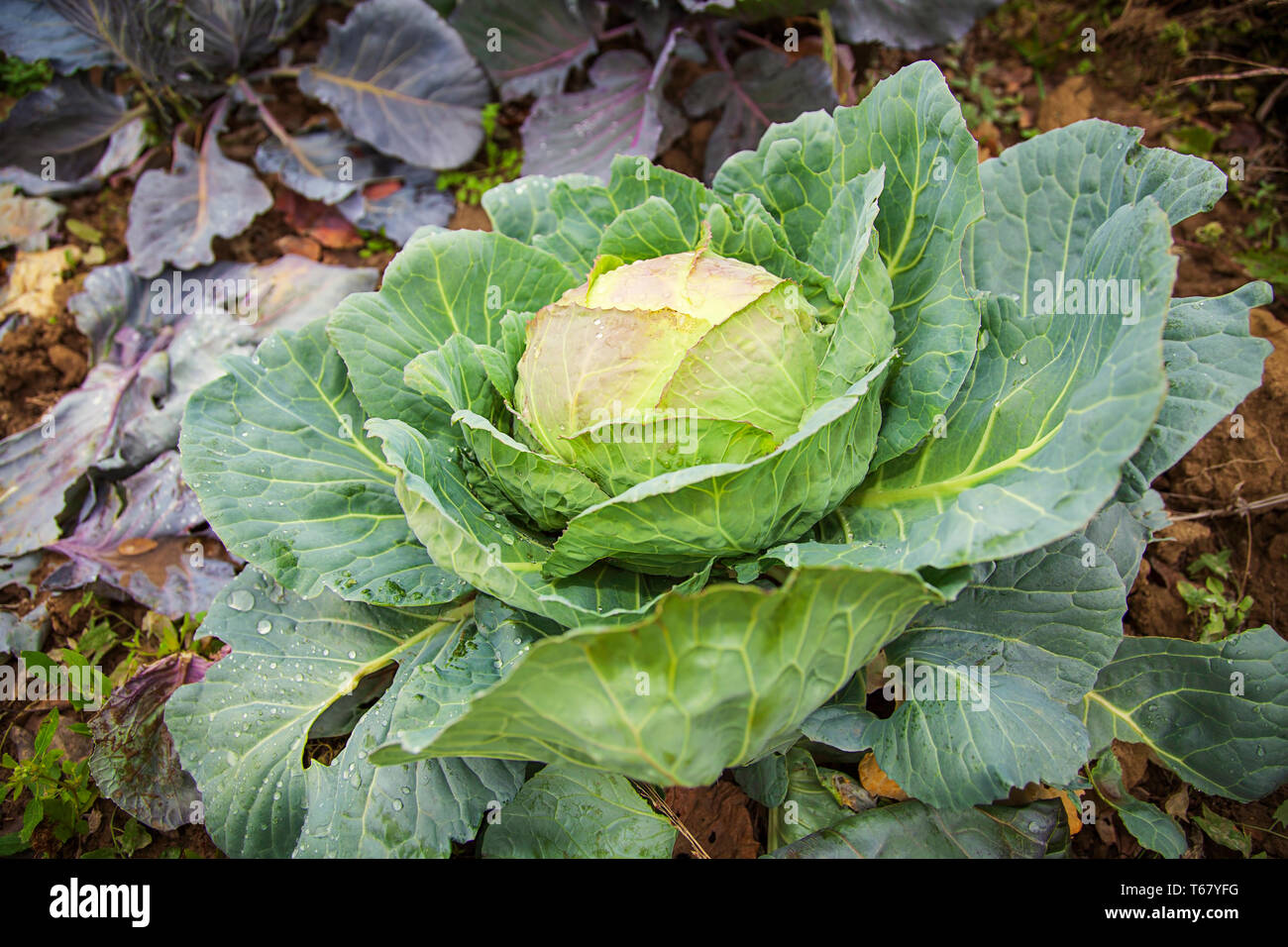 Zoom sur le chou frais biologiques dans la récolte, poussant dans le jardin. Fond de légumes dans la fraîcheur. Concept de l'agriculture. - Image Banque D'Images