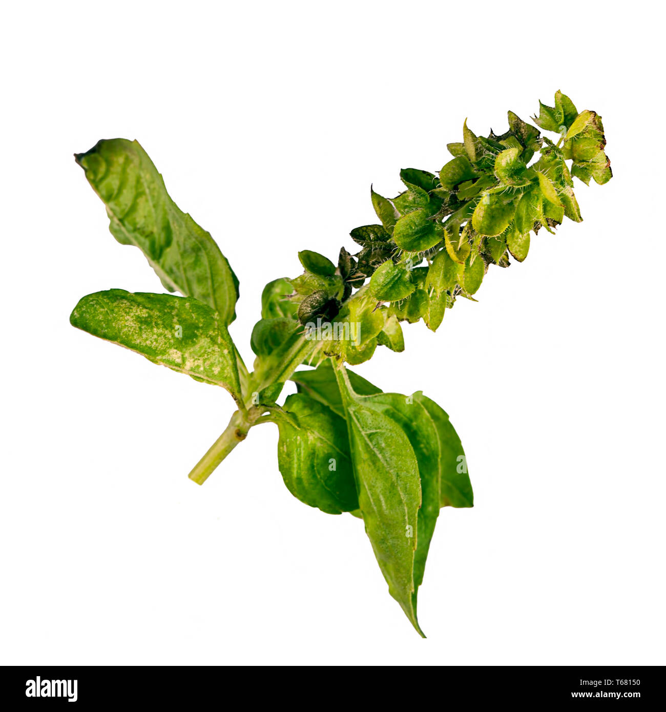 Feuilles de basilic frais et de fleurs isolated on white Banque D'Images