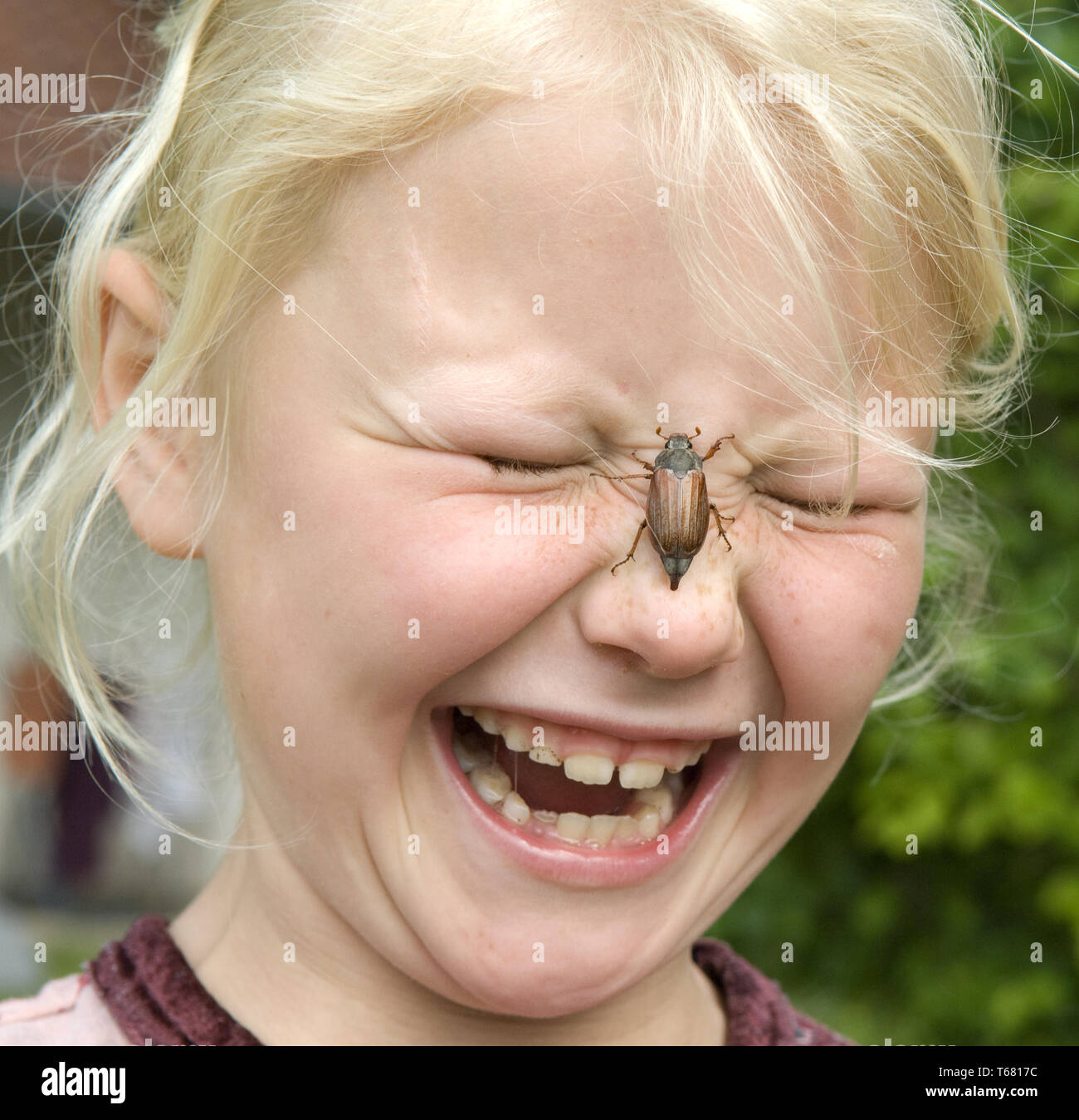 Cockchafer, Melolontha melolontha Banque D'Images