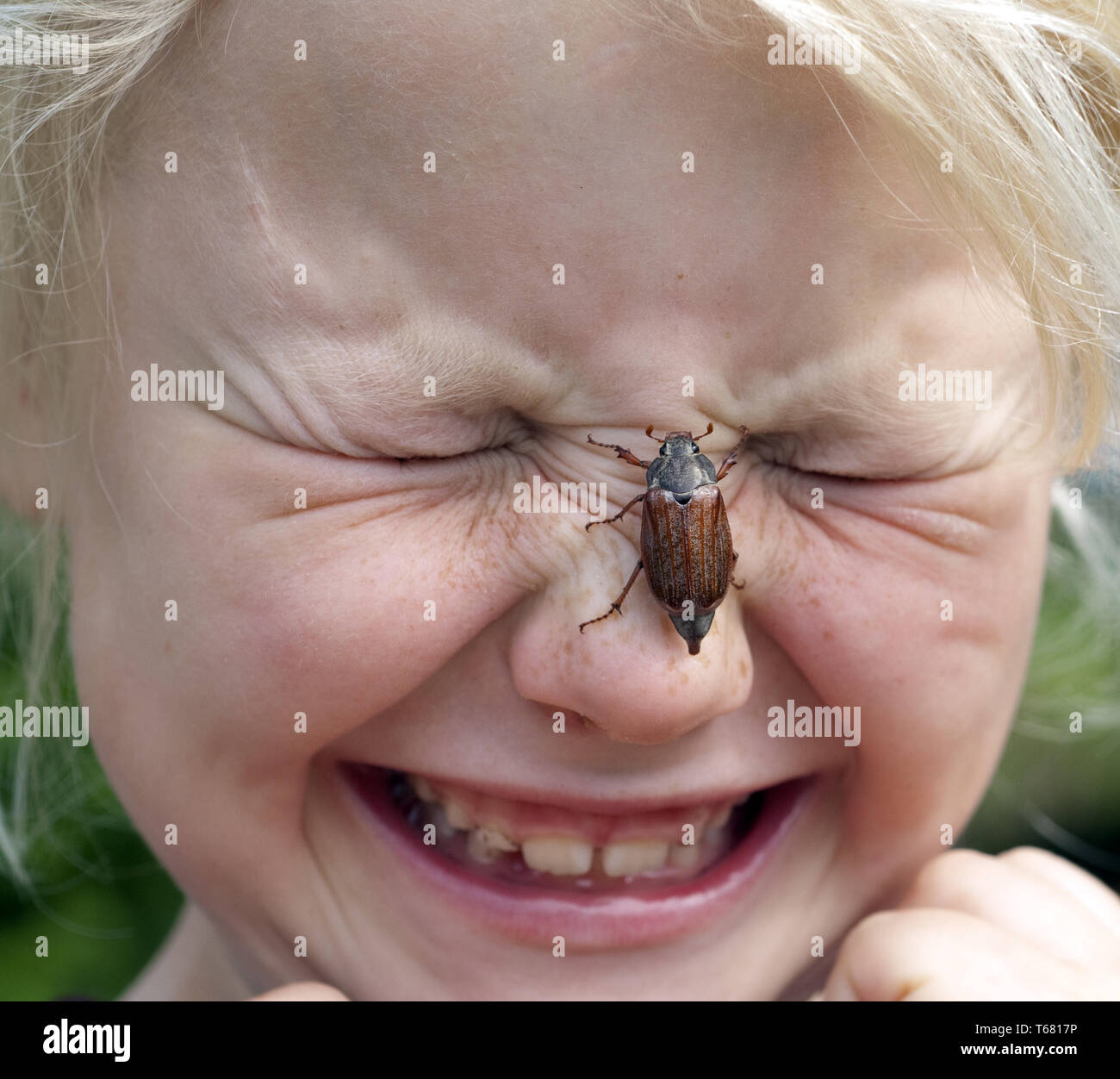 Cockchafer, Melolontha melolontha Banque D'Images