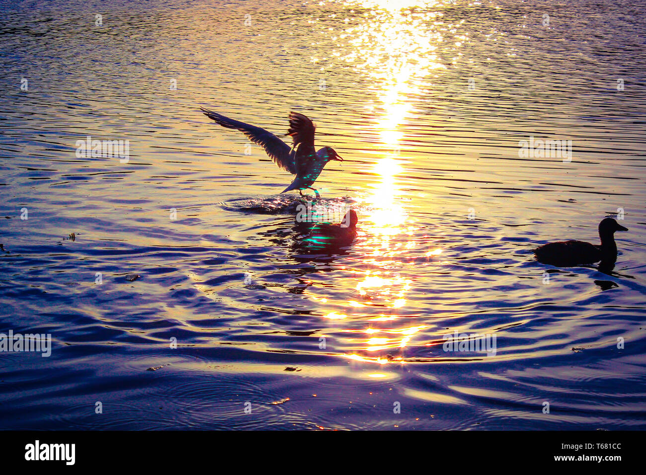 L'atterrissage sur l'eau à côté de mouette d'autres oiseaux et canards avec de l'eau ondulations et réflexions Banque D'Images