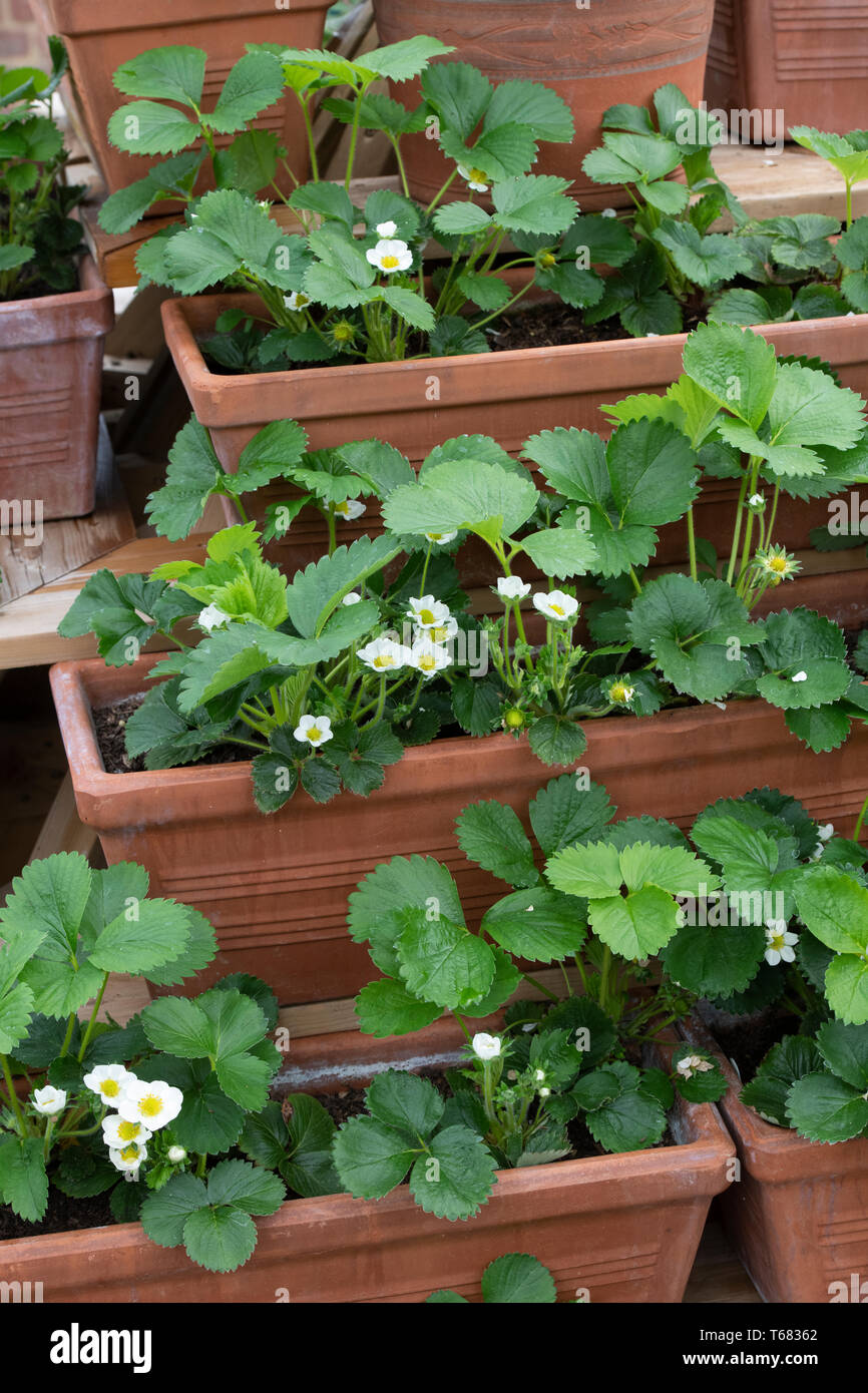 Fragaria × ananassa, Portola Floraison Fraise et Romina fraisiers en pots au printemps Banque D'Images