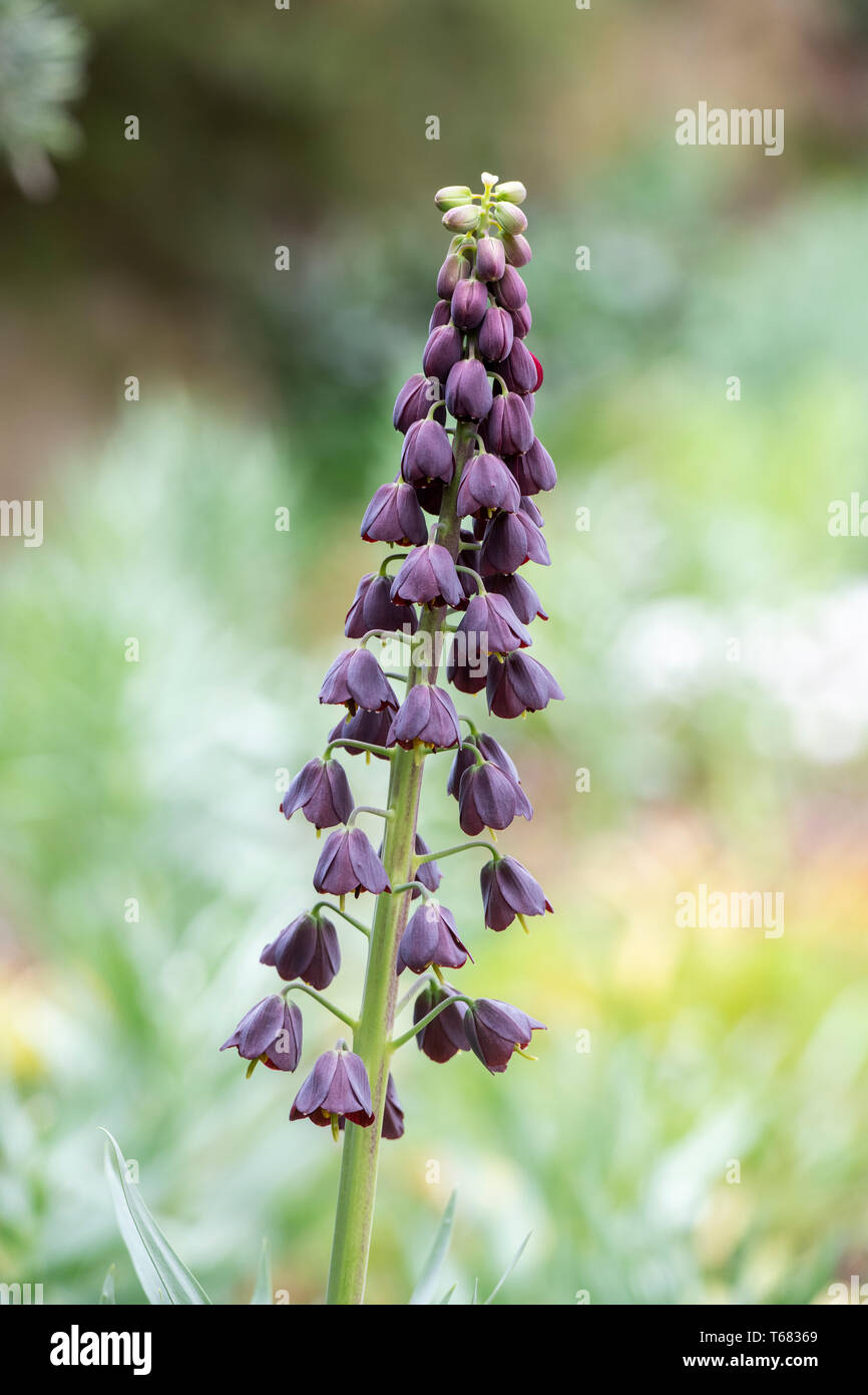 Fritillaria persica. Persan noir Lily. Fritillary fleur. UK Banque D'Images