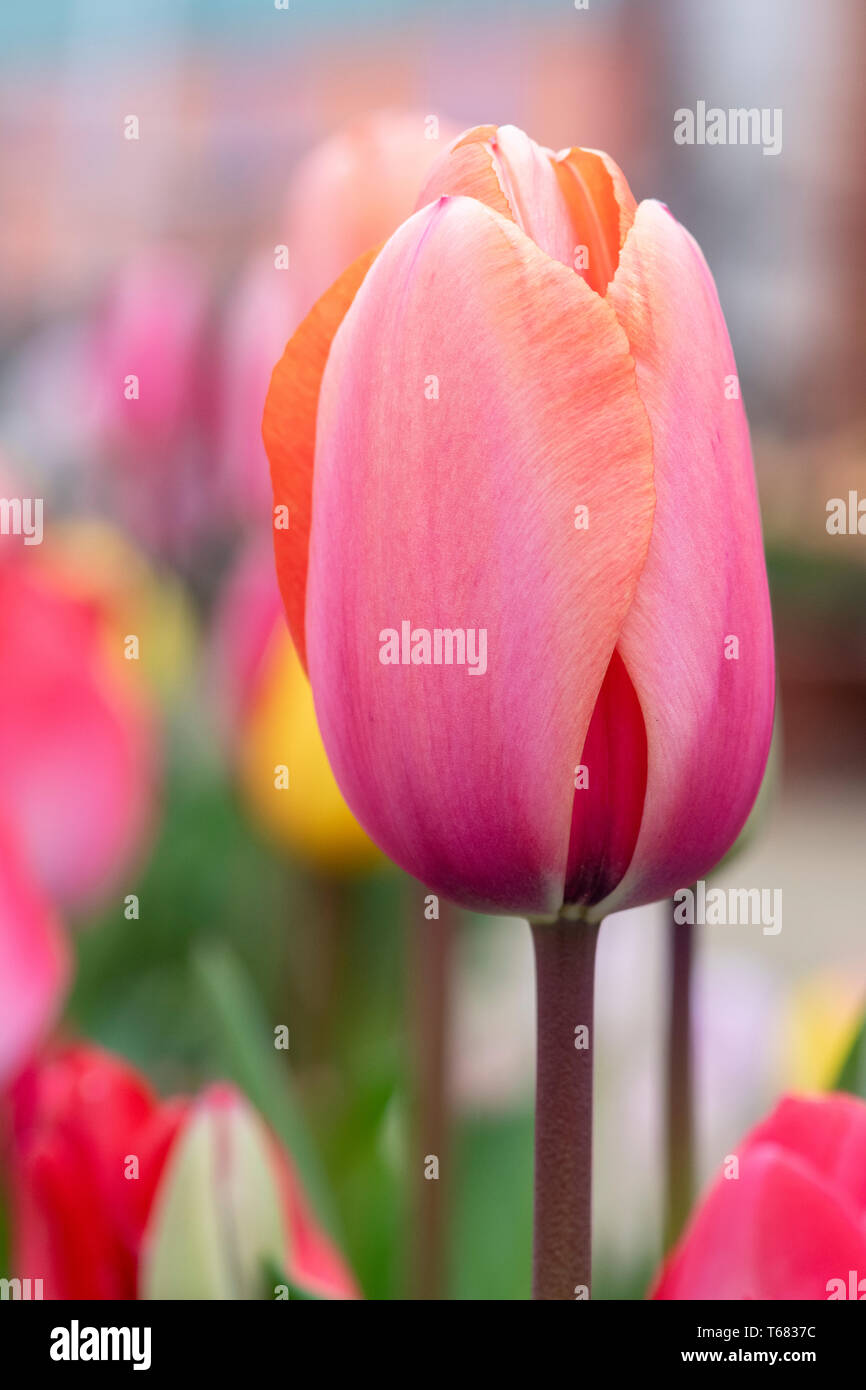 Tulipa. Rose et Orange Tulip flower au printemps Banque D'Images