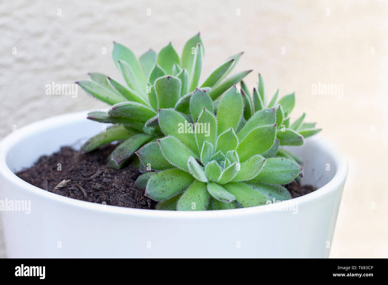 Plante succulente dans pot de fleurs Banque D'Images