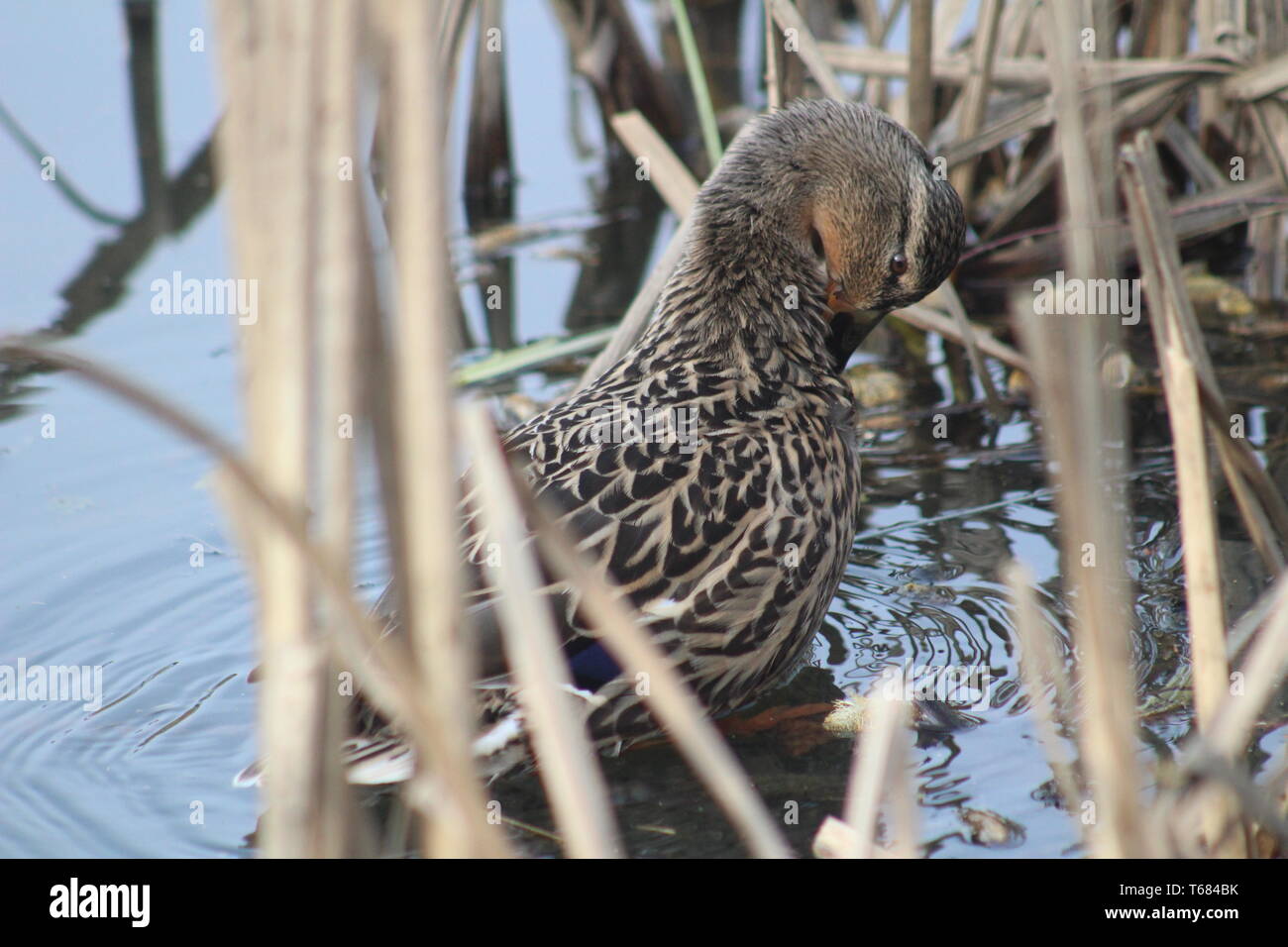 Femme canard malard Anas platyrhynchos nettoyage plumage dans Reed bed.Britain,UK Banque D'Images