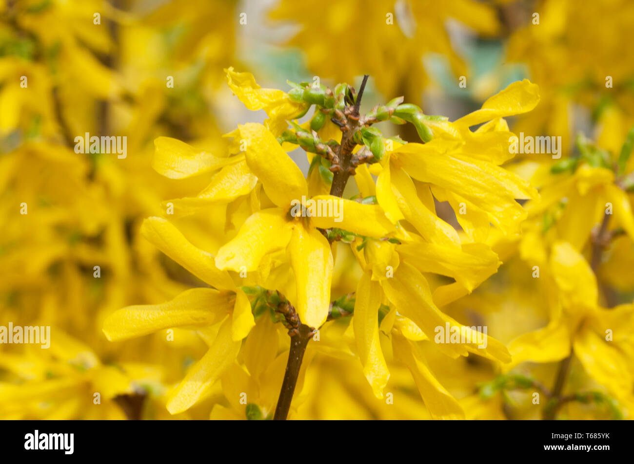 Forsythia fleurs close up shot orientation locale Banque D'Images