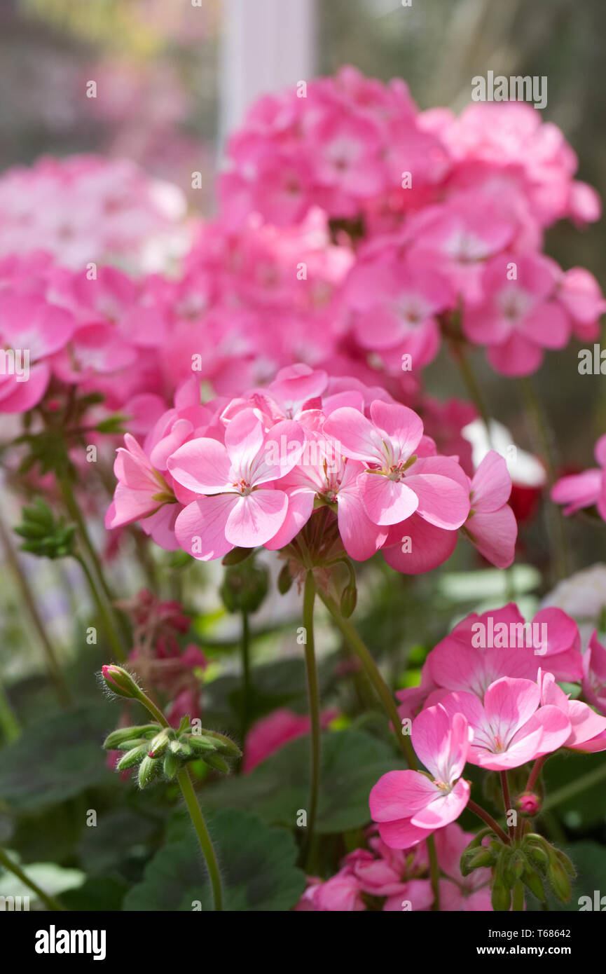 Pélargonium floraison en serre au printemps. Banque D'Images