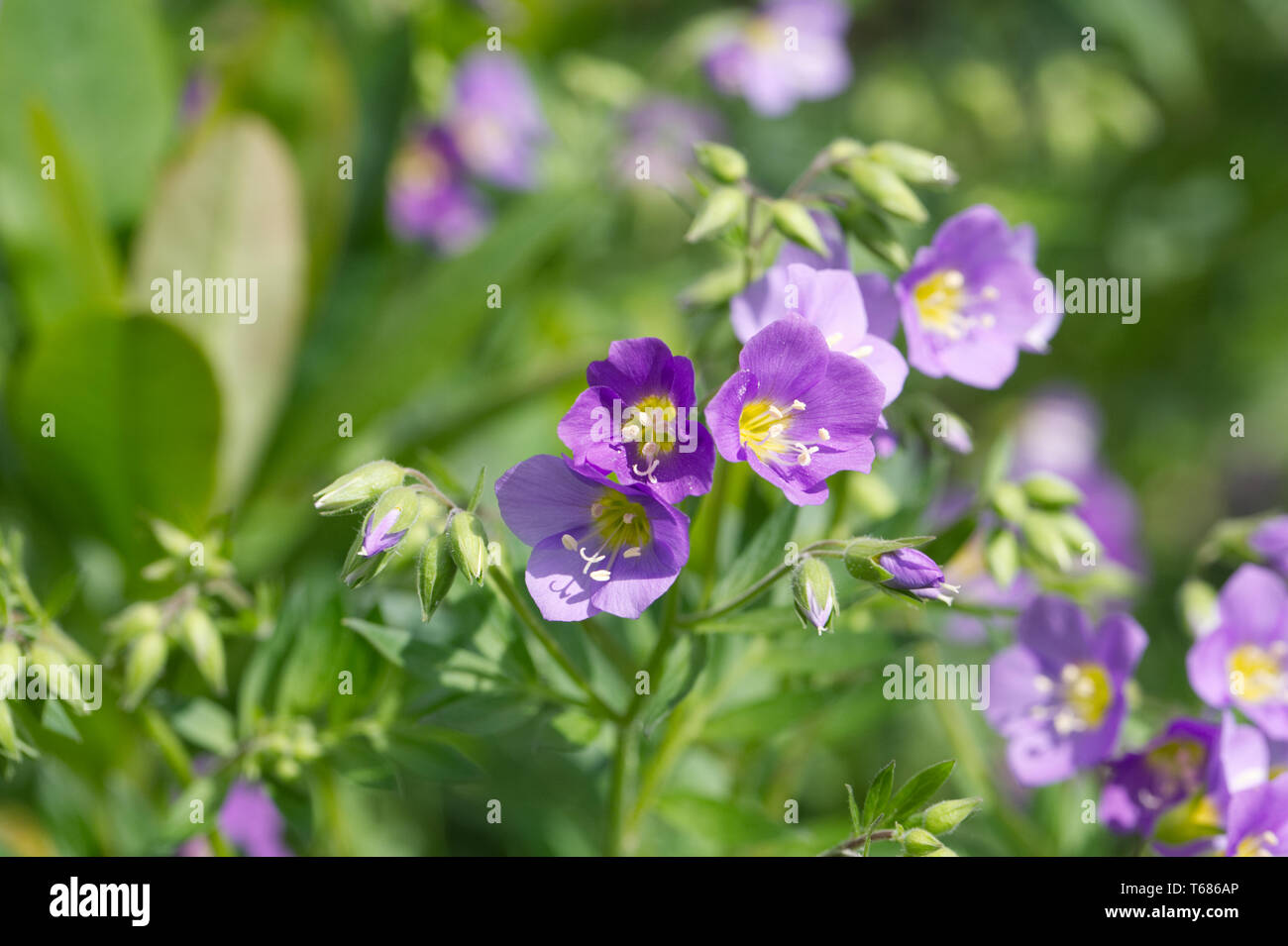 Le Polemonium des fleurs au printemps. Banque D'Images