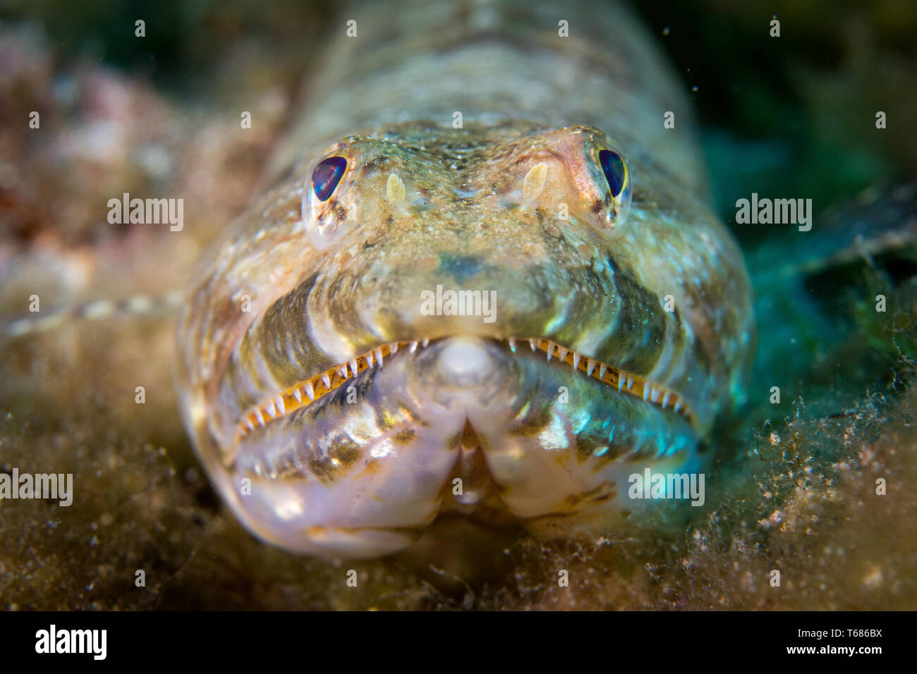 Gros plan macro d'un poisson Lézard allongé sur le lit de la mer Banque D'Images