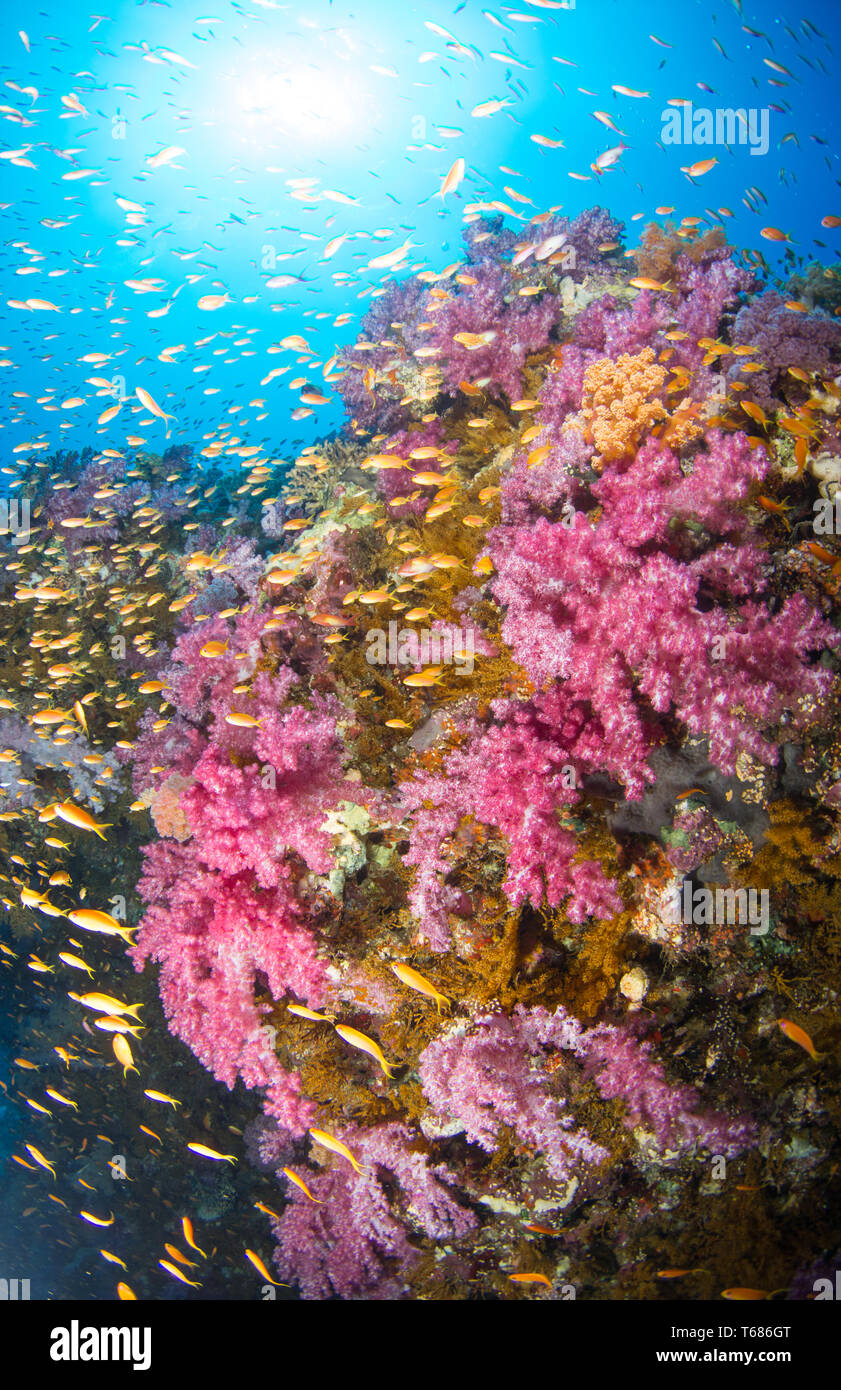 Les récifs coralliens tropicaux dynamique dans l'eau, avec des coraux durs et mous de couleur entourée d'orangers et de poissons d'argent, avec le soleil et la surface de l'océan Banque D'Images