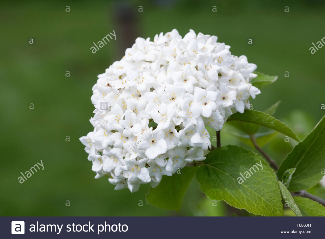 Horticulture Viburnums Photos Horticulture Viburnums Images Alamy