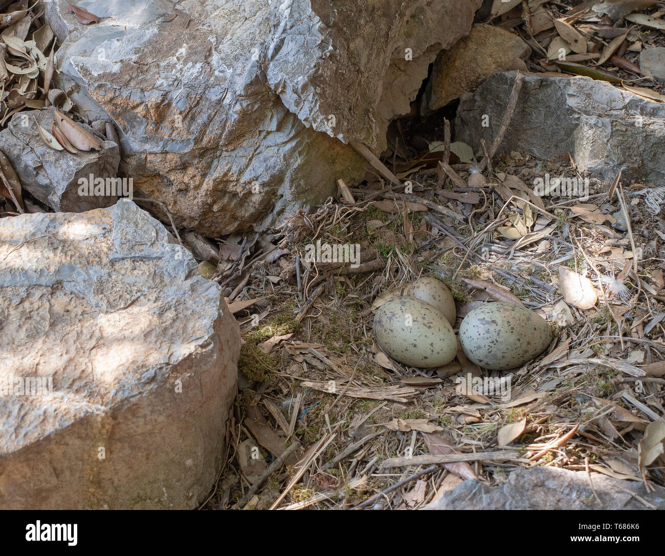 Imprudent de nidification pour ce goéland argenté (Larus argentatus, nid d'oiseau. À côté de chemin occupé. Avec des oeufs. Banque D'Images