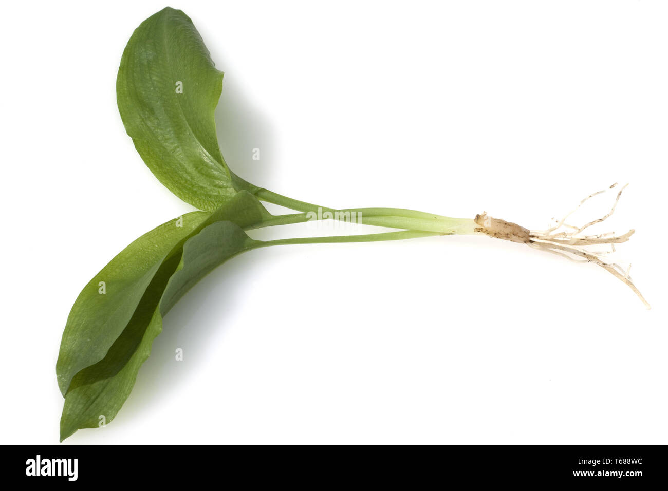 L'Allium ursinum, ramson Banque D'Images