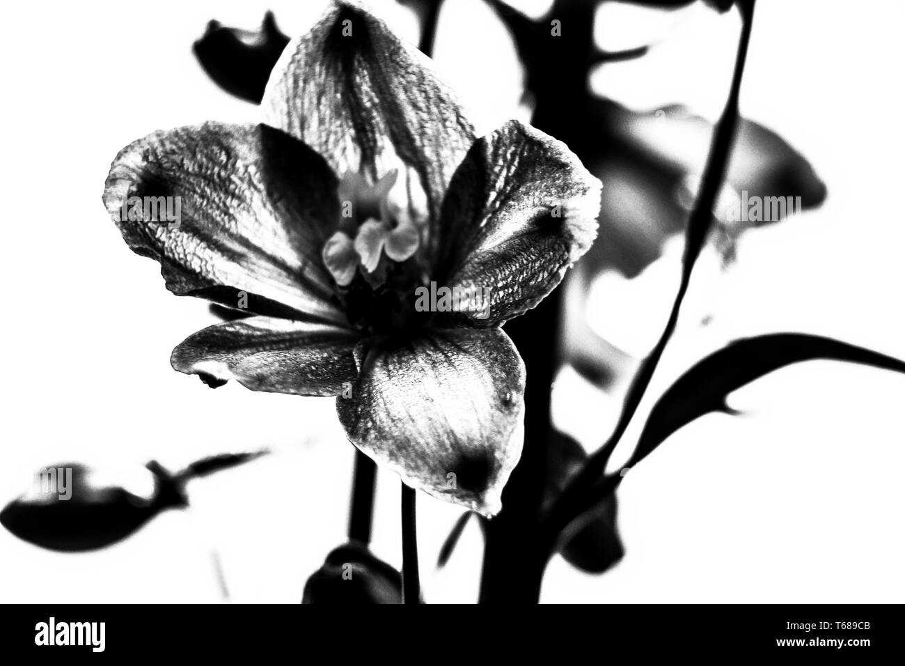 Fleurs en fleurs Banque D'Images