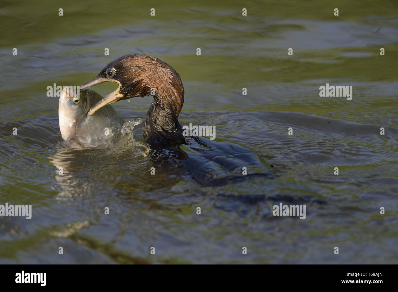 Cormoran pygmée, Turdus pygmaeus Banque D'Images