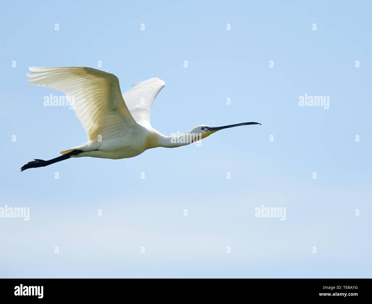 La spatule blanche Platalea leucorodia commun Banque D'Images