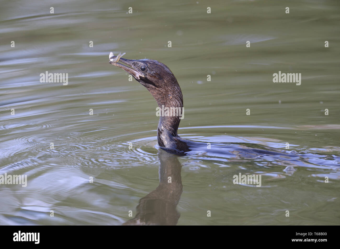 Cormoran pygmée, Turdus pygmaeus Banque D'Images