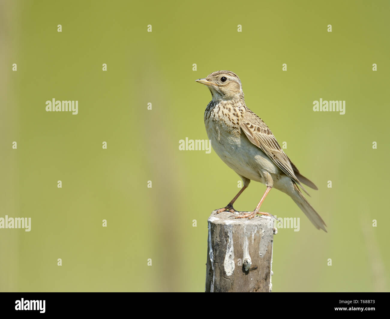 Galerida cristata Crested Lark, Bulgarie, Europe, Banque D'Images