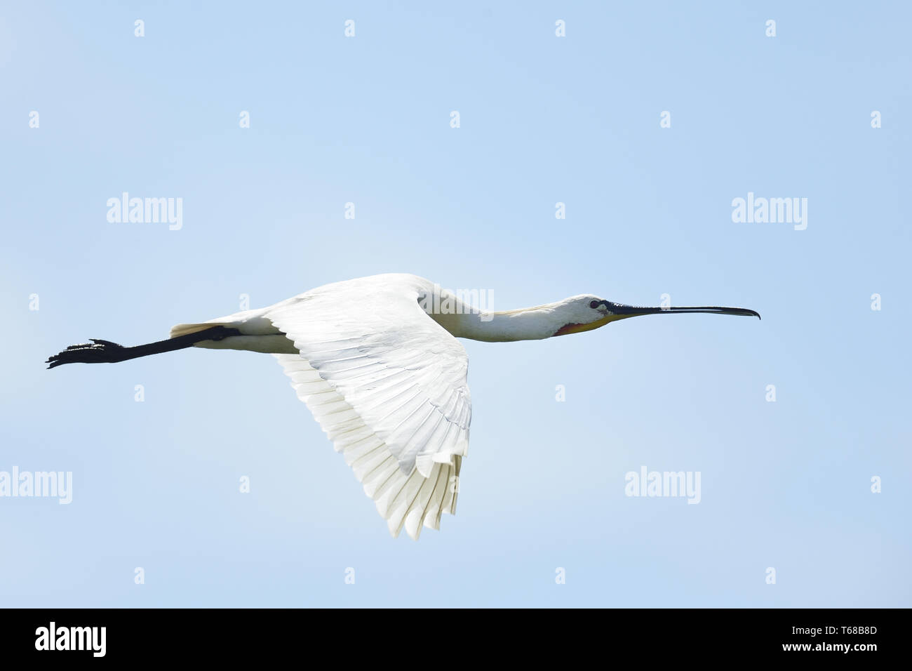 La spatule blanche Platalea leucorodia commun Banque D'Images